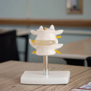 रीढ़ की शारीरिक संरचना शिक्षण मॉडल मानव लंबर रीढ़ सेट (2 पीसी)-रीढ़ के अध्ययन के लिए पेशेवर एनाटॉमी मॉडल - Product Image 3