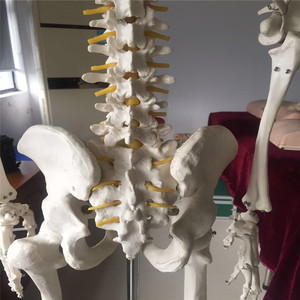 La ciencia médica vida tamaño 180 cm humanos lifesize <span class=keywords><strong>esqueleto</strong></span> modelo anatómico - Product Image 4