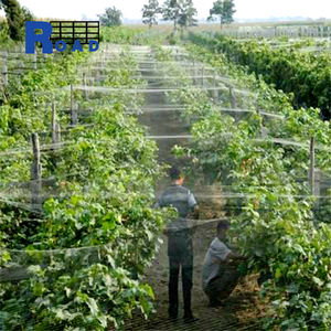 Red antiinsectos de plástico negro para jardín, gran oferta, Red de caza de pájaros estirada BOP hecha de HDPE para aplicación <span class=keywords><strong>en</strong></span> carreteras y ecologización - Product Image 4
