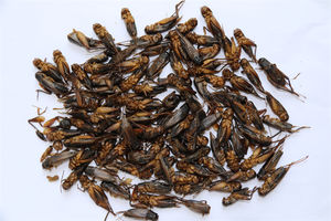 Grillo Secco 100% Naturale all'Ingrosso dalla Fabbrica, Finemente Lavorato, ad Alto Contenuto Proteico, Alimento Ecologico per Rettili, Durata di Conservazione 3 Anni, Alimento per Animali Domestici - Product Image 6