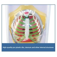 Modelo de Movimiento Respiratorio Humano, Simulador de Movimiento del Diafragma, Modelo Anatómico Eléctrico 33225, Función Pulmonar