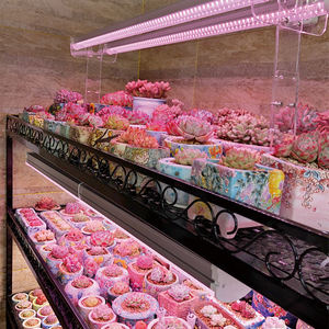 T8 ספקטרום מלא dmable הוביל לגדול אורות עבור צמחים חיסכון אנרגיה g13 בסיס מקורה בצינורות אור גדל - Product Image 5