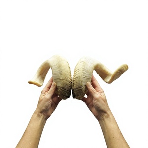 Shofar en corne de bélier brute en vrac, naturel et fait main AZ ENTERPRISES AZE-RH02, toucher authentique pour la fabrication et l'artisanat en gros - Product Image 3