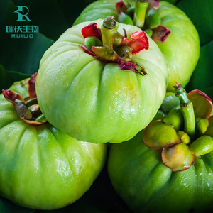 Extracto Natural de Garcinia Cambogia en Polvo, Extracto de Planta Herbal Blanca, Poco Peso, en Envase de Lata - Product Image 5