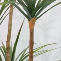 Vente directe usine Chine OEM Plantes artificielles en pot Dracaena verte de simulation paysagère, Arbre Dracaena artificiel naturel en pot