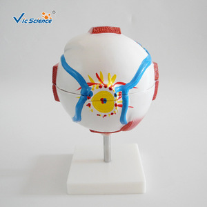 Modelo anatómico ampliado del ojo humano; estructura simulada del ojo; modelo de demostración para enseñanza y formación médica. - Product Image 3