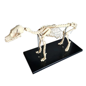 Modelo animal de biología de <span class=keywords><strong>esqueleto</strong></span> <span class=keywords><strong>canino</strong></span> de perro de ciencia médica para enseñanza de Escuela Veterinaria - Product Image 1