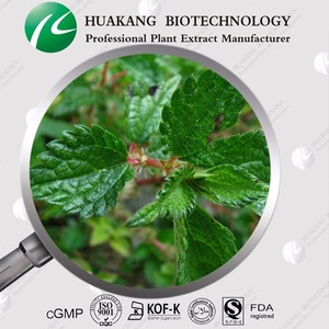 Высококачественный порошок экстракта крапивы 10:1-100:1 экстракт корня крапивы/порошок корня крапивы/экстракт корня крапивы - Product Image 4