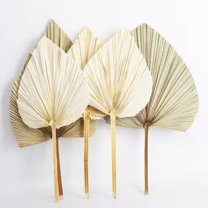 Most Popular INS dried fan-shaped Palm leaves for wedding decoration