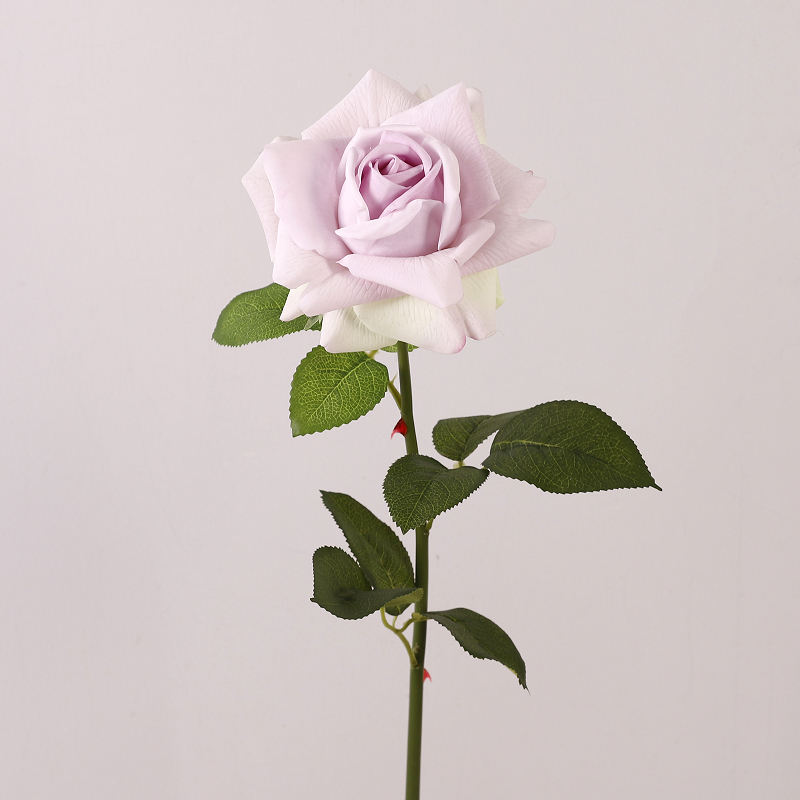 สีม่วงอ่อน