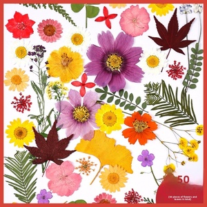 Pétalos de <span class=keywords><strong>Flores</strong></span> <span class=keywords><strong>Silvestres</strong></span> <span class=keywords><strong>Preservadas</strong></span>, <span class=keywords><strong>Flores</strong></span> Prensadas para Manualidades, <span class=keywords><strong>Flores</strong></span> Secas Planas para Resina, <span class=keywords><strong>Flores</strong></span> Prensadas para Manualidades y Marcos - Product Image 2