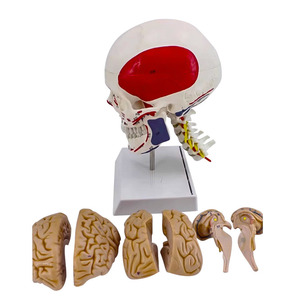 Modelo de enseñanza de cráneo muscular anatómico de tamaño Real, modelo de Anatomía Humana, <span class=keywords><strong>esqueleto</strong></span> de cabeza para ciencia médica - Product Image 4