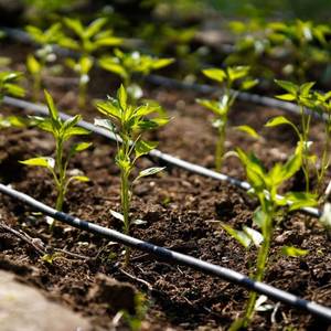 Tuberías de Riego por Goteo 	 Nuevo tubo lateral de riego por goteo de PE, diámetro de 12 mm a 32 mm, conforme a la norma IS 13488:2008. - Product Image 4