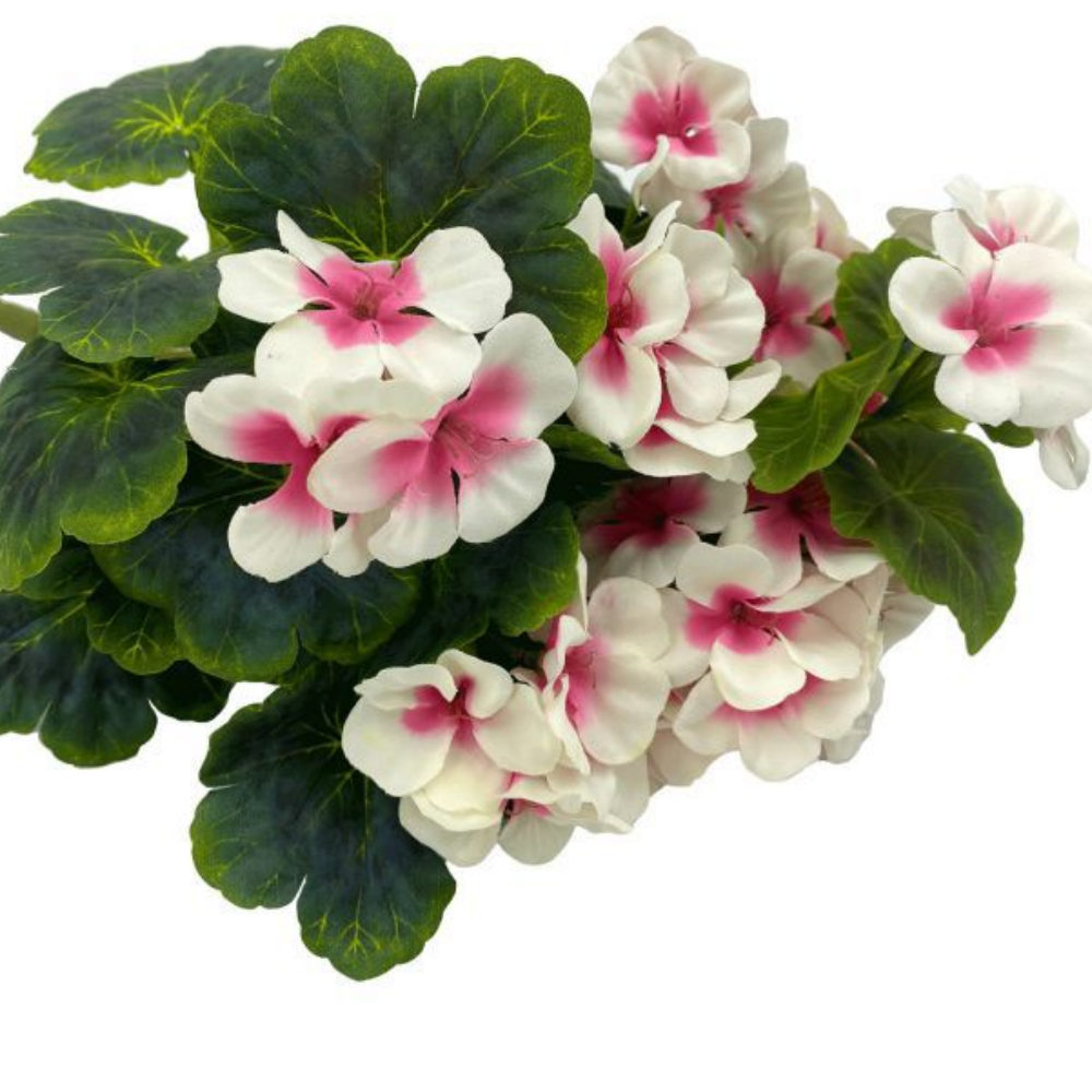 Rose Violet