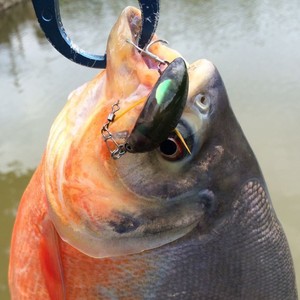 Diseño de escarabajo Señuelo de pesca de insectos Cebo duro 3,5 cm 4G Señuelos de pesca de superficie Bass Señuelo perfecto para huelgas agresivas - Product Image 4