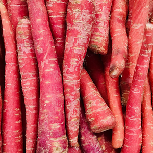 High Yielding Carrot Variety for Commercial Production Featuring Superior <b>Adaptability</b> and Consistent Root Formation Excellent - Product Image 1