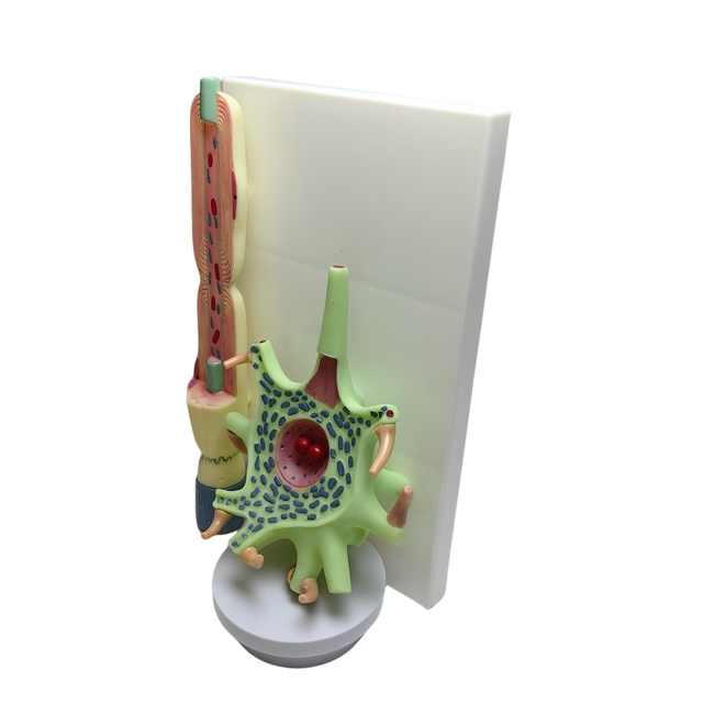 Neuron Model Nerve Fiber Structure Magnification Model Brain Anatomy Neurology Specialty Biological Teaching Medical Science