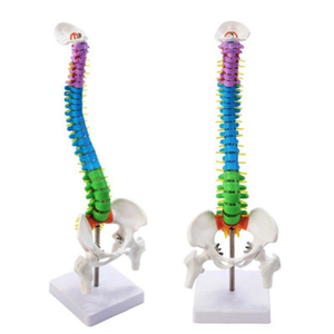 Model Tulang Belakang Manusia Fleksibel, Model Kerangka Tulang Belakang Fleksibel, Vertebra Berwarna untuk Pembelajaran Sains Pendidikan, Studi Siswa - Product Image 2