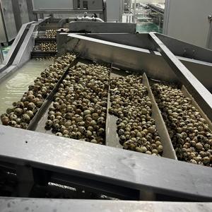 Œufs de caille pelés et cuits en vrac, qualité alimentaire, naturels, prêts à consommer, riches en protéines, vente en gros directe d'usine, qualité export - Product Image 3