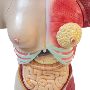 Modèle de <span class=keywords><strong>torse</strong></span> humain avancé en PET pour la science médicale et l'anatomie, à double sexe, avec dos ouvert révélant les couches musculaires (mâle et femelle) - Product Image 5