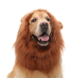 Fabricante al por mayor mascota peluca Lion Mane disfraz para perros pequeños y grandes Festival fiesta elegante <span class=keywords><strong>pelo</strong></span> perro tocado - Product Image 4