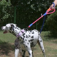 Laisse pour chien classique de 1,2 m en corde de polyester souple pour chiens à forte traction, design simple et moderne PETBOS