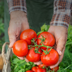 Pâte de tomate en fût à ouverture facile, <span class=keywords><strong>Brix</strong></span> 36-38, 28-30, 22-28%, en conserve, 2200g, 400g, 850g, 3000g, Ketchup - Product Image 3