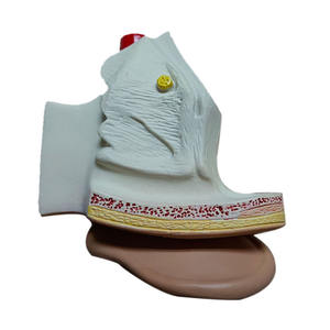 Suministros de Educación Médica, Modelo Anatómico de Oído Humano de Plástico - Product Image 2