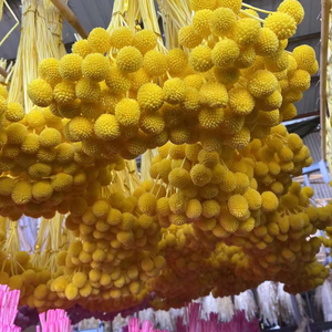 Vente en gros de matériel de bricolage préservé boutons Craspedia Flowers Everlasting Billy pour la décoration de mariage - Product Image 4