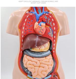 Modello Anatomico <span class=keywords><strong>di</strong></span> Torso Umano Unisex 85cm, 23 Parti, per Scienza Medica ed <span class=keywords><strong>Educazione</strong></span> - Product Image 3