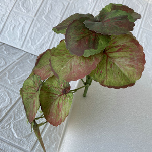 Plantes artificielles de begonias Suzume II, 17 cm, feuilles décoratives durables, décoration intérieure, accessoires de mariage - Product Image 4