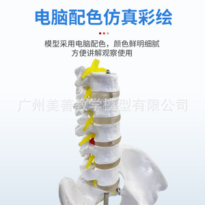 Matériel pédagogique pour l'enseignement de la bassine masculine avec cinq vertèbres lombaires, colonne vertébrale, nerfs, sacrum, coccyx et squelette. - Product Image 4