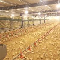 Équipement d'élevage de poulets de chair à prix d'usine, très vendu, pour la conception de poulaillers
