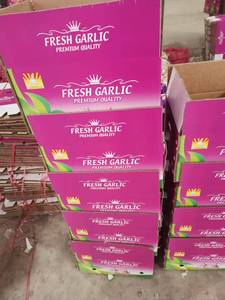 Exportador de ajo fresco / Vegetales de ajo fresco / Ajo / Ajo fresco al por mayor / Ajo fresco pelado en China - Product Image 6