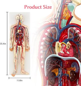 Anatomía humana para Estudiar los modelos de circulación sanguínea humana <span class=keywords><strong>del</strong></span> <span class=keywords><strong>sistema</strong></span> <span class=keywords><strong>circulatorio</strong></span> humano incluyen el Corazón desmontable - Product Image 4