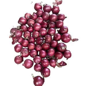 2025 hành tây trẻ sản phẩm thô 9-11cm 10kg túi lưới Nhà cung cấp màu đỏ bóc vỏ hành tây vàng cho bán buôn - Product Image 1