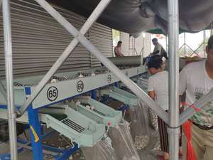 Bán nóng 5cm tỏi trắng tươi bán buôn với giá cả cạnh tranh xuất khẩu tỏi trắng bình thường - Product Image 6