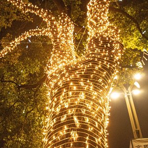 Guirlandes Lumineuses LED Blanc Chaud, Filaire à Brancher avec Câble Transparent, Scintillantes pour Décoration d'Arbre de Noël, Patio, Jardin, Mariage (Vente en Gros) - Product Image 5