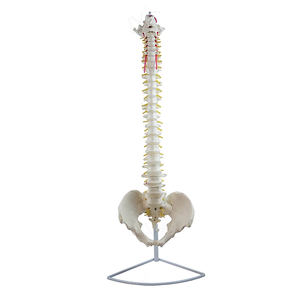 Modelo de anatomía del nervio del <span class=keywords><strong>esqueleto</strong></span> de la columna vertebral de tamaño humano de vida médica para suministros educativos - Product Image 1