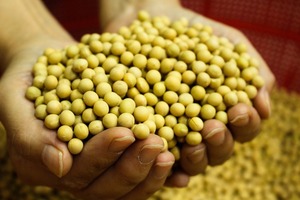 Agrinorm personnalisé bon marché certifié de Chine poudre d'acides aminés de haute qualité <span class=keywords><strong>engrais</strong></span> organique en vrac et - Product Image 5