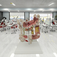 Modelo Anatómico de Intestino Grueso de PVC TIANLIAN YL-53, Maniquí Médico para Uso Escolar, Demostración de Aparato Intestinal Común