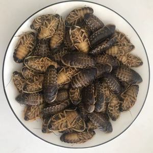 แมลงโปรตีนสูงที่กินได้ อีโคเฟรช แมลงสาบดูเบีย อาหารสัตว์เลี้ยง อาหารสัตว์ - Product Image 1