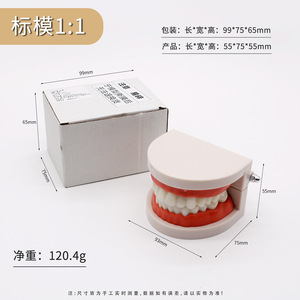 Modèles d'enseignement dentaire pour enfants de maternelle, modèles standard de dents pour l'hygiène bucco-dentaire, pour la pratique du brossage des dents, multi-usages - Product Image 2