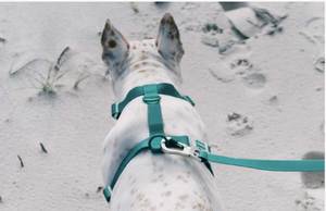 Custom Designer Fashion Durable Breathable PVC Soft Waterproof Adjustable Luxury <strong>Lead</strong> <strong>Walk</strong> Pet <strong>Dog</strong> Collar - Product Image 4