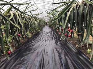 Toile de paillage paysagère anti-mauvaises herbes pour l'agriculture, Meilleure vente, 100% matière vierge PP tissé 100 g/m², Barrière anti-mauvaises herbes, Prix - Product Image 5