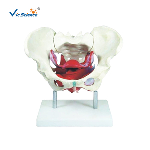 Lebensgroßes PVC-Modell des weiblichen Beckens und der Beckenbodenmuskulatur - Product Image 1