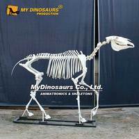 MyDino Squelette d'animal Modèle de cheval grandeur nature