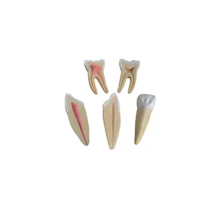 Medizinisches Zahn anatomie modell der menschlichen Zähne