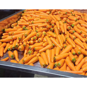 Verduras de zanahoria frescas duraderas excelente sabor orgánico vietnamita agrícola cultivo al por mayor excelente postventa - Product Image 2