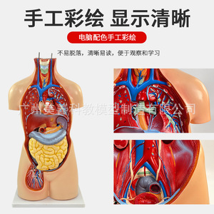 Modelo Anatómico del Sistema de Órganos Humanos de 85 cm, Anatomía Médica, 19 Estructuras del Tronco Asexual y Órganos Internos - Product Image 3